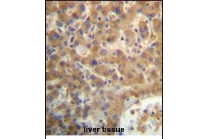 SEC14L4 Antibody (N-term) (ABIN657169 and ABIN2846302) immunohistochemistry analysis in formalin fixed and paraffin embedded human liver tissue followed by peroxidase conjugation of the secondary antibody and DAB staining. (SEC14L4 抗体  (N-Term))