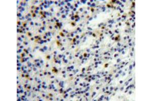 IHC-P analysis of spleen tissue, with DAB staining. (PF4 抗体  (AA 30-105))
