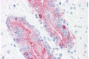Anti-SYNGR2 / Synaptogyrin 2 antibody  ABIN1049373 IHC staining of human, prostate. (SYNGR2 抗体  (Internal Region))