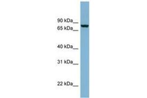 Image no. 1 for anti-Neurochondrin (NCDN) (N-Term) antibody (ABIN6741925) (NCDN 抗体  (N-Term))