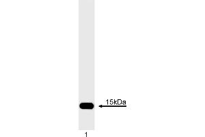 Western Blotting (WB) image for anti-Cytochrome C, Somatic (CYCS) antibody (ABIN967529) (Cytochrome C 抗体)
