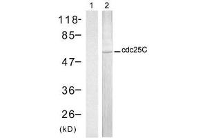 Western blot analysis of extract from HT-29 cells, using cdc25C (Ab-216) antibody (E021145, Lane 1 and 2). (CDC25C 抗体)