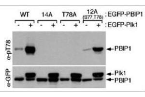 Western blot using  affinity purified anti-MLF1IP pT78 antibody shows detection of MLF1IP phosphorylated at Thr78. (MLF1IP 抗体  (pThr78))