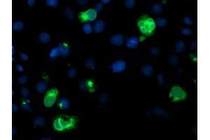 Immunofluorescence (IF) image for anti-Lipoprotein Lipase (LPL) (AA 28-475) antibody (ABIN1491321) (Lipoprotein Lipase 抗体  (AA 28-475))