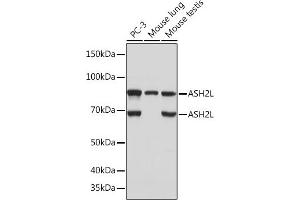 Western blot analysis of extracts of various cell lines, using L Rabbit mAb (ABIN7270266) at 1:1000 dilution. (ASH2L 抗体)