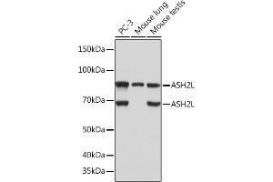 Western blot analysis of extracts of various cell lines, using L Rabbit mAb (ABIN7270266) at 1:1000 dilution. (ASH2L 抗体)