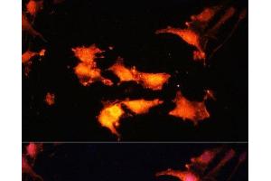 Immunofluorescence analysis of C6 cells using FLCN Polyclonal Antibody at dilution of 1:100. (FLCN 抗体)