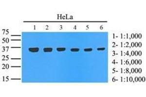 Cell lysates of HeLa (35 ug) were resolved by SDS-PAGE, transferred to nitrocellulose membrane and probed with anti-human GAPDH. (GAPDH 抗体  (AA 1-335))