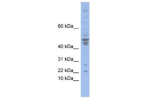 WB Suggested Anti-POLE4 Antibody Titration:  0.