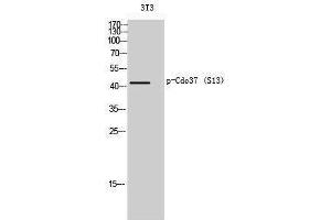 Western Blotting (WB) image for anti-Cell Division Cycle 37 Homolog (S. Cerevisiae) (CDC37) (pSer13) antibody (ABIN3182633)