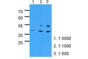 Image no. 1 for anti-Pyridoxamine 5'-Phosphate Oxidase (PNPO) (AA 57-261) antibody (ABIN782454) (PNPO 抗体  (AA 57-261))