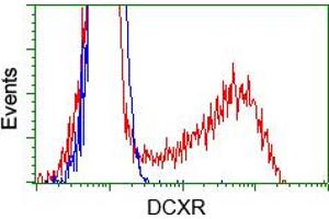 Image no. 3 for anti-Dicarbonyl/L-Xylulose Reductase (DCXR) antibody (ABIN1497784) (DCXR 抗体)