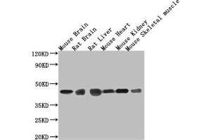 Western Blot Positive WB detected in: Mouse brain tissue, Mouse stomach tissue, Mouse skeletal muscle tissue, Rat heart tissue, Rat liver tissue, Rat spleen tissue All lanes: Fgf15 antibody at 3. (FGF15 抗体  (AA 26-218))