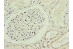 Immunohistochemistry (IHC) image for anti-Cell Division Cycle 45 Homolog (S. Cerevisiae) (CDC45) (AA 1-270) antibody (ABIN7147286)