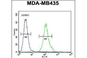 M4A4A Antibody (N-term) (ABIN654770 and ABIN2844450) flow cytometric analysis of MDA-M cells (right histogram) compared to a negative control cell (left histogram). (MS4A4A 抗体  (N-Term))