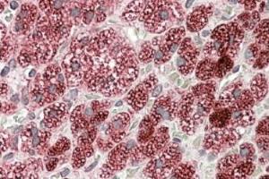 AP23662PU-N Cyb5r3 antibody staining of paraffin embedded Human Adrenal Gland at 3. (CYB5R3 抗体  (C-Term))