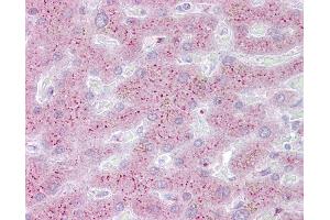 Anti-PROS1 antibody IHC of human liver. (PROS1 抗体  (AA 251-300))