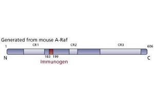 Image no. 3 for anti-V-Raf Murine Sarcoma 3611 Viral Oncogene Homolog (ARAF) (AA 183-199) antibody (ABIN967727)