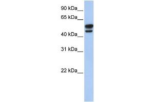 WB Suggested Anti-VIM Antibody Titration:  0. (Vimentin 抗体  (N-Term))