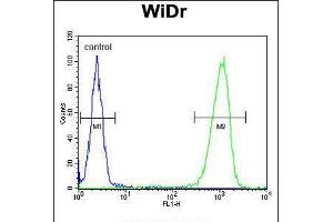 Flow cytometric analysis of WiDr cells (right histogram) compared to a negative control cell (left histogram). (PEX2 抗体  (AA 165-194))
