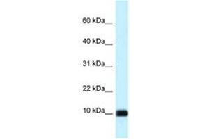 Image no. 1 for anti-Calmodulin Like Protein 3 (CALML3) (AA 63-112) antibody (ABIN6747652) (CALML3 抗体  (AA 63-112))
