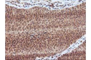 Image no. 8 for anti-Leucine Carboxyl Methyltransferase 1 (LCMT1) antibody (ABIN1499109) (LCMT1 抗体)