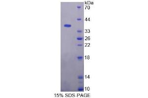 SDS-PAGE (SDS) image for Kynurenine 3-Monooxygenase (Kynurenine 3-Hydroxylase) (KMO) (AA 1-282) protein (His tag) (ABIN4990732)