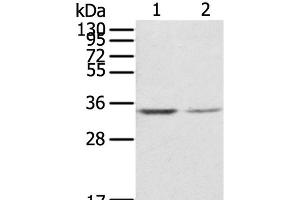 Western Blot analysis of NIH/3T3 and Jurkat cell using RACK1 Polyclonal Antibody at dilution of 1:300