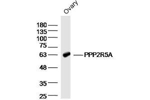 Mouse ovary lysates probed with PPP2R5A Polyclonal Antibody  at 1:300 overnight at 4°C followed by a conjugated secondary antibody for 60 minutes at 37°C. (PPP2R5A 抗体  (AA 301-400))