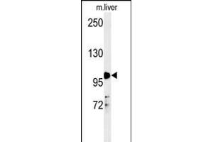 NR3C1 Antibody (Center) (ABIN651659 and ABIN2840347) western blot analysis in mouse liver tissue lysates (35 μg/lane). (Glucocorticoid Receptor 抗体  (AA 236-262))