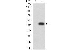 Western blot analysis using IL1R1 mAb against HEK293 (1) and IL1R1 (AA: 18-167)-hIgGFc transfected HEK293 (2) cell lysate.