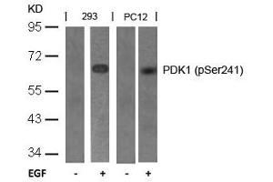 Western blot analysis of extracts from 293 and PC12 cells untreated or treated with EGF using PDK1(Phospho-Ser241) Antibody.