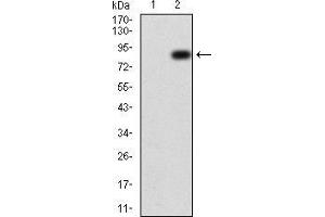Western blot analysis using TIP60 mAb against HEK293 (1) and TIP60 (AA: 18-208)-hIgGFc transfected HEK293 (2) cell lysate. (KAT5 抗体  (AA 18-208))