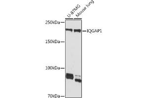 Western blot analysis of extracts of various cell lines, using IQG Rabbit mAb (ABIN7268019) at 1:1000 dilution. (IQGAP1 抗体)