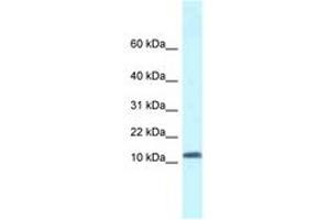 Image no. 1 for anti-Single-Stranded DNA Binding Protein 1 (SSBP1) (AA 16-65) antibody (ABIN6747554) (SSBP1 抗体  (AA 16-65))