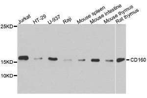 Western blot analysis of extracts of various cell lines, using CD160 antibody. (CD160 抗体  (AA 1-181))