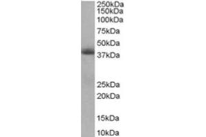 Image no. 1 for anti-Translocase of Inner Mitochondrial Membrane 50 Homolog (TIMM50) (Internal Region) antibody (ABIN374473) (TIMM50 抗体  (Internal Region))