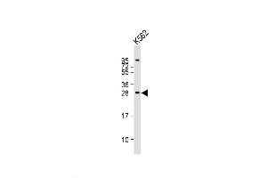 Western Blot at 1:2000 dilution + K562 whole cell lysates Lysates/proteins at 20 ug per lane. (BASP1 抗体  (AA 123-150))