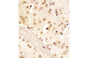 (ABIN6243925 and ABIN6578096) staining (Mouse) Pou5f1 in mouse brain sections by Immunohistochemistry (IHC-P - paraformaldehyde-fixed, paraffin-embedded sections). (OCT4 抗体  (N-Term))