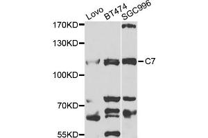 Western blot analysis of extracts of various cell lines, using C7 antibody (ABIN1876582) at 1:1000 dilution. (C7 抗体)