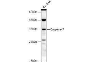 Western blot analysis of extracts of Rat liver, using Caspase-7 antibody (ABIN3022071, ABIN3022072, ABIN3022073 and ABIN6218596) at 1:500 dilution. (Caspase 7 抗体  (AA 24-303))
