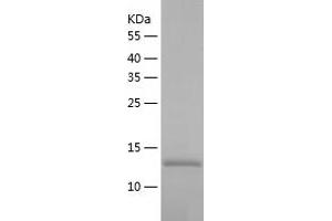Western Blotting (WB) image for Basic Leucine Zipper ATF-like Transcription Factor (BATF) (AA 1-125) protein (His tag) (ABIN7121976) (BATF Protein (AA 1-125) (His tag))