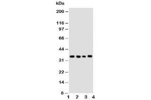 Western blot testing of Bub3 antibody and Lane 1:  HeLa (BUB3 抗体  (Middle Region))