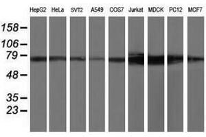 Image no. 2 for anti-Tubulin tyrosine Ligase-Like Family, Member 12 (TTLL12) antibody (ABIN1499030) (TTLL12 抗体)