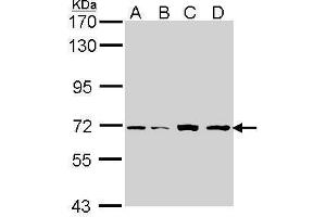 WB Image Sample (30 ug of whole cell lysate) A: H1299 B: Hep G2 , C: Molt-4 , D: Raji 7. (IRAK2 抗体)