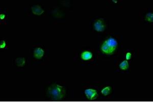 Immunofluorescence staining of MCF-7 cells with ABIN7151982 at 1:133, counter-stained with DAPI. (COX4NB 抗体  (AA 1-210))
