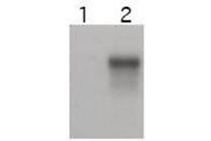 Western blot using  affinity purified anti-Cyclin E2 antibody shows specific detection of Cyclin E2. (Cyclin E2 抗体  (C-Term))