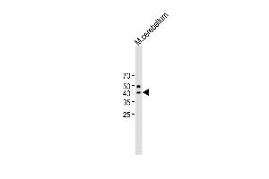 All lanes : Anti-QPCTL Antibody (C-term) at 1:1000 dilution Lane 1:Mouse cerebellum lysate Lysates/proteins at 20 μg per lane. (QPCTL 抗体  (C-Term))