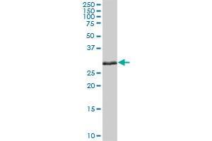 ELA3A MaxPab polyclonal antibody. (Elastase 3A 抗体  (AA 1-270))