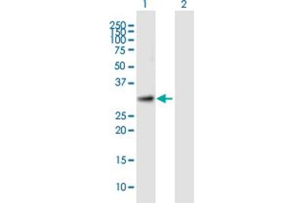 TTC35 抗体  (AA 1-297)